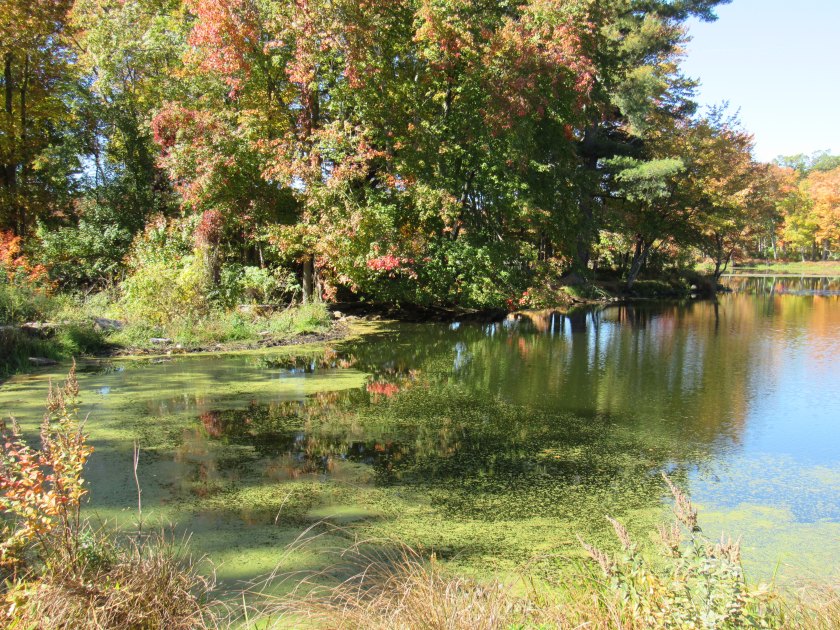 The Leaves are Changing