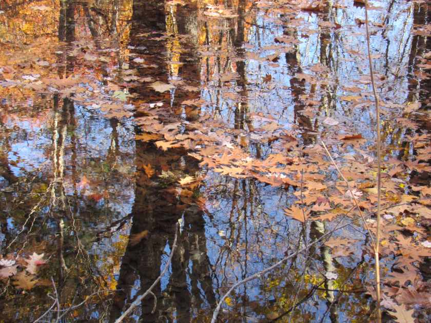 Blue Sky and Fall Leaves